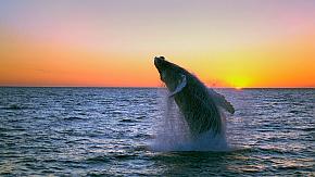 WhaleWatching_52625-290w